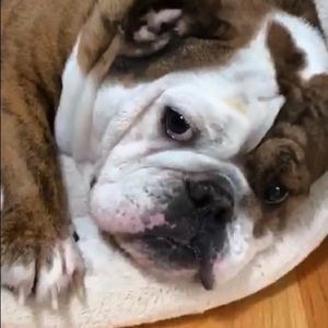 Meet your Posher, Brandy